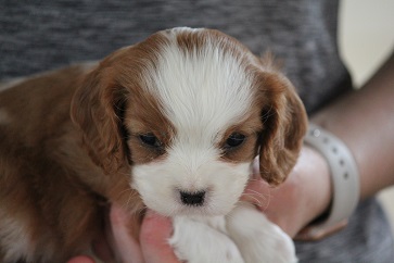 Cavaussie kennel best sale